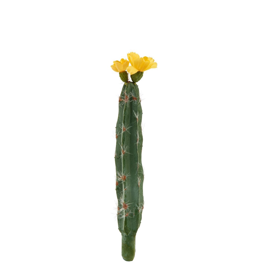 FLORISTA Kaktus