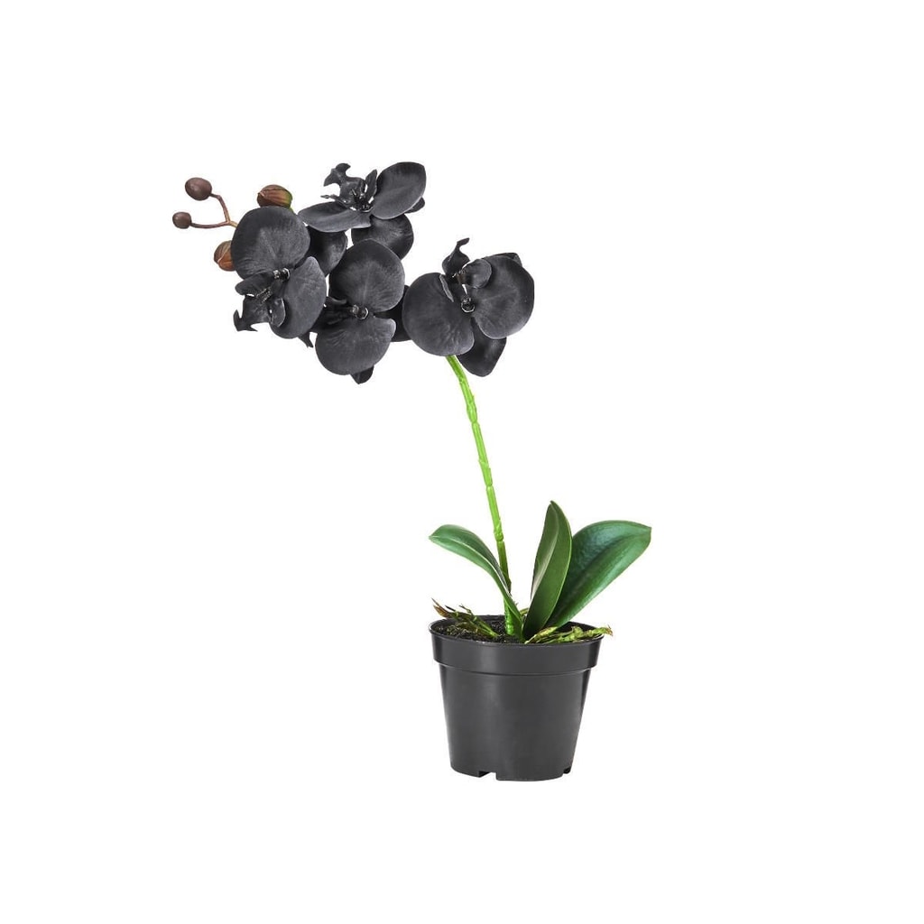 FLORISTA Orchidej v květináči 35 cm