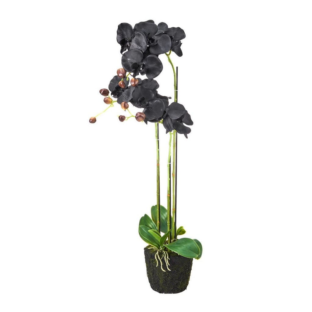 FLORISTA Orchidej v květináči 75 cm