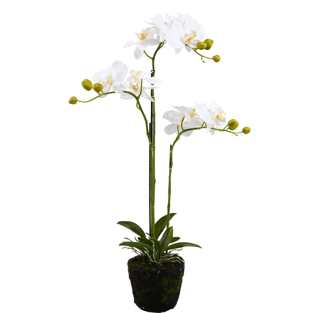 FLORISTA Orchideje 75 cm - krémová